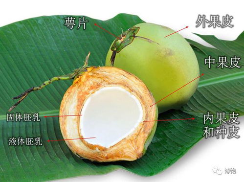 預開口椰子或成2023最危險食品